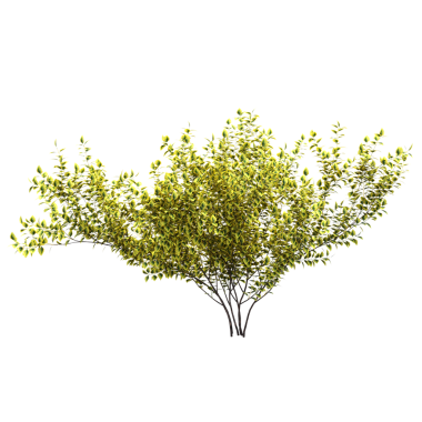 Yeşil çalı bitkisinin 3D görüntüsü beyaz arkaplanda izole edildi