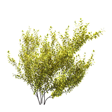 Yeşil çalı bitkisinin 3D görüntüsü beyaz arkaplanda izole edildi