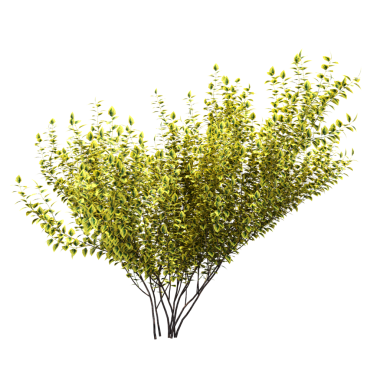 Yeşil çalı bitkisinin 3D görüntüsü beyaz arkaplanda izole edildi