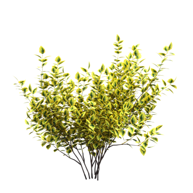Yeşil çalı bitkisinin 3D görüntüsü beyaz arkaplanda izole edildi