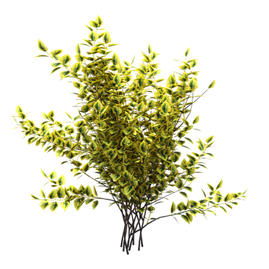 Yeşil çalı bitkisinin 3D görüntüsü beyaz arkaplanda izole edildi