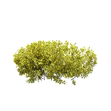 Yeşil çalı bitkisinin 3D görüntüsü beyaz arkaplanda izole edildi