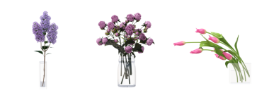 decorative flowers and plants for the interior, isolated on white background, 3D illustration, cg render