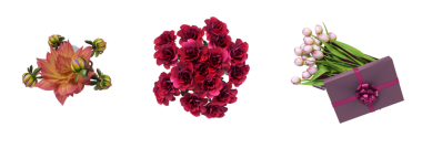 decorative flowers and plants for the interior, isolated on white background, 3D illustration, cg render