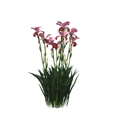 Beyaz arkaplanda iris çiçekleri, 3D görüntüleme 