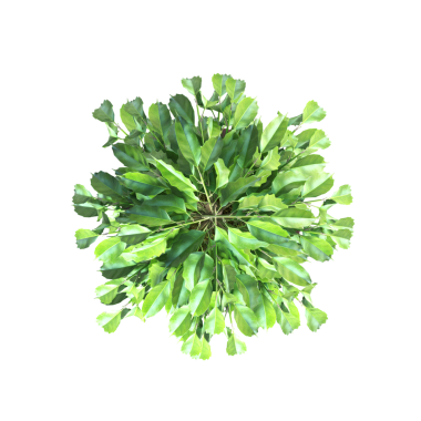 Beyaz arkaplanda izole edilmiş yeşil saksı bitkisinin 3d görüntüsü