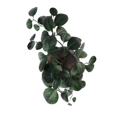 Beyaz arkaplanda izole edilmiş 3D saksı yeşil ev bitkisi