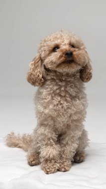 Şirin bir kaniş köpeği portresi