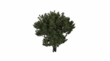 Beyaz arka plandaki ağaç. Ağaç. İzole. ağaç