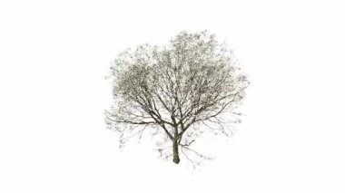 Ağaç Sonbahar sezonu