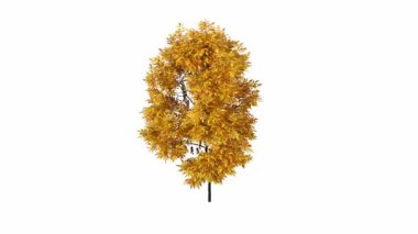 beyaz zemin üzerinde izole sarı akçaağaç yaprakları