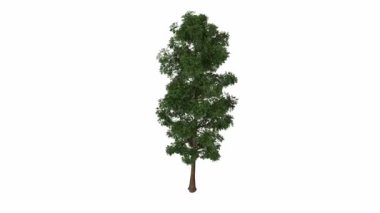 Beyaz arkaplanda izole edilmiş ağaçlar - 3d