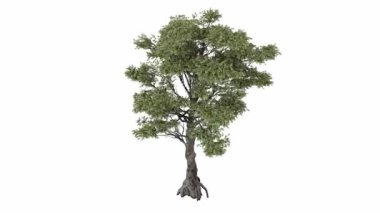 Beyaz arka planda ağaç şeklinde bir ağaç. Tasarımınız için izole edilmiş 3d illüstrasyon.
