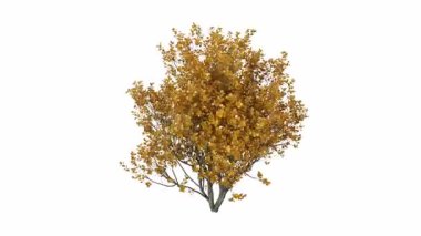 Beyaz arkaplanda izole edilmiş sarı sonbahar ağacı