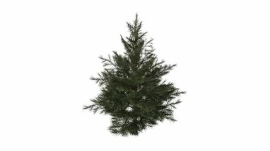 Siyah arka planı olan izole bir çam ağacı. Noel ağacı..