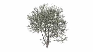 3D görüntüleme beyaz üzerine izole edildi