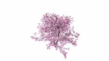 Beyaz arkaplanda izole edilmiş bir ağacın 3 boyutlu görüntüsü