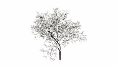 Beyaz arka plan üzerinde izole beyaz bahar çiçekleri.