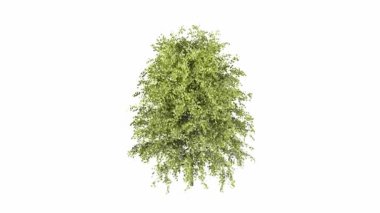 3 d çalılık beyaz üzerinde canlandırma