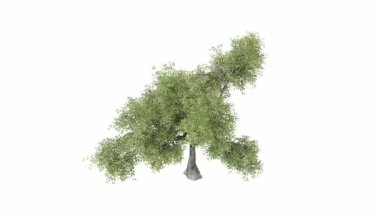 Beyaz arkaplanda izole edilmiş ağaç