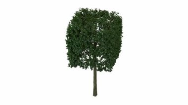 Beyaz arkaplanda izole edilmiş büyük bir ağacın 3 boyutlu görüntülenmesi