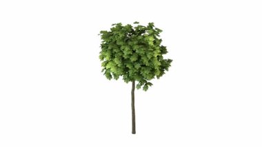 beyaz arkaplanda izole edilmiş yeşil ağaç