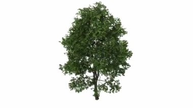 Beyaz arkaplanda izole edilmiş ağaç