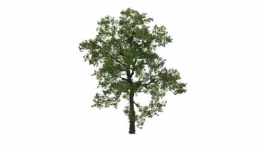 Beyaz arkaplanda izole edilmiş ağaç