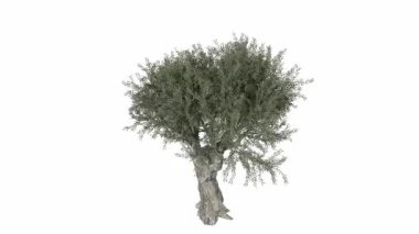 Beyaz arkaplanda izole edilmiş ağaç.