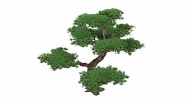 Beyaz arkaplanda izole edilmiş yeşil bir ağacın 3 boyutlu resmi
