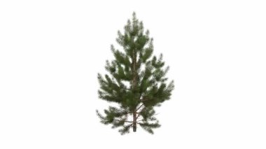 çam ağacı beyaz arkaplanda izole edildi