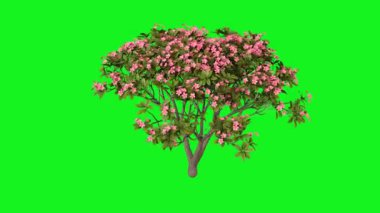 Pembe arka planda yeşil ağaç. 3d illüstrasyon