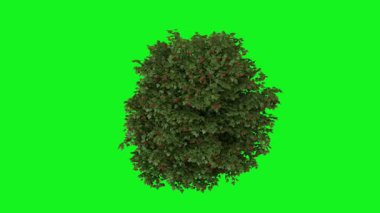 Siyah arkaplanı olan yeşil bir arkaplanda izole edilmiş bir ağaç