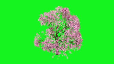 Yeşil arkaplanda yaprakları olan ağaç