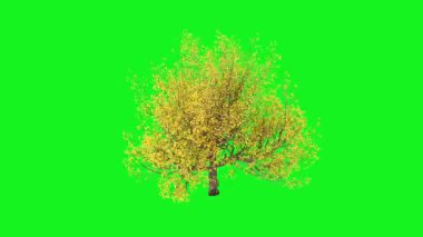 Yeşil ve siyah renkli soyut arkaplan