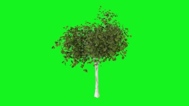 Metnin için kopyalama alanı olan yeşil arkaplan üzerinde izole edilmiş bir ağacın 3 boyutlu görüntüsü