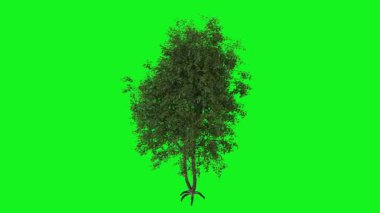 Metnin için kopyalama alanı olan yeşil arkaplan üzerinde izole edilmiş bir ağacın 3 boyutlu görüntüsü