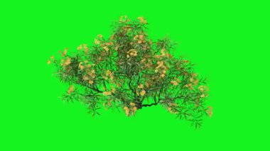 Metnin için kopyalama alanı olan yeşil bir arkaplanda saklı çiçekli bir çalılığın 3 boyutlu görüntüsü