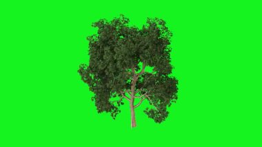 Metnin için kopyalama alanı olan yeşil arkaplan üzerinde izole edilmiş bir ağacın 3 boyutlu görüntüsü