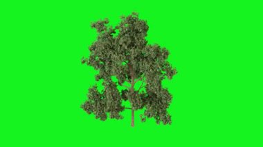 Metnin için kopyalama alanı olan yeşil arkaplan üzerinde izole edilmiş bir ağacın 3 boyutlu görüntüsü