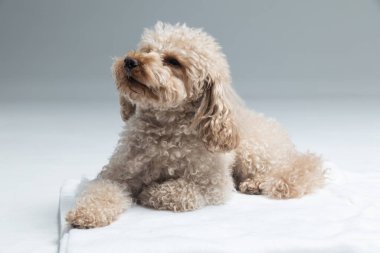 Beyaz kaniş köpeği gri arka planda izole edildi.