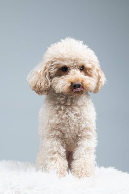 Sandalyede oturan sevimli kaniş köpeği. yüksek kaliteli fotoğraf