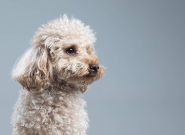 Işıklı arka planda sevimli küçük köpek.