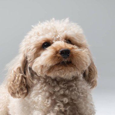 Gri arka planda sevimli köpek kanişi