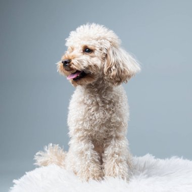 Beyaz bir arka planda oturan sevimli bir köpeğin portresi..