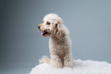 Gri arka planda oturan şirin köpek. yüksek kaliteli fotoğraf