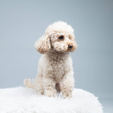 Sevimli küçük köpek beyaz bir arka planda izole bir şekilde oturuyor ve bakıyor..