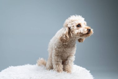 Şirin shih tzu köpeği fotokopi alanı olan beyaz bir arka planın önünde oturuyor.