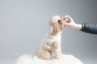 Sevimli köpek Studio