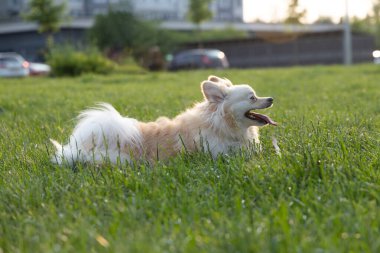 Köpek ırkı parktaki çoban köpeği.